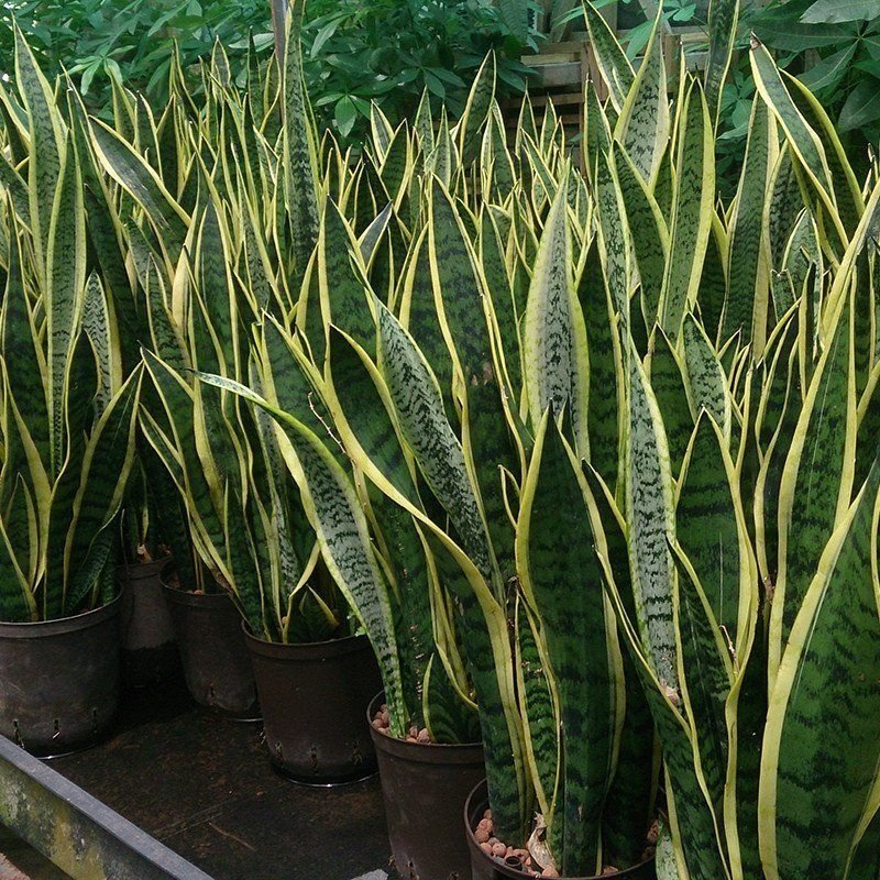 In-House Oxygen Plant department